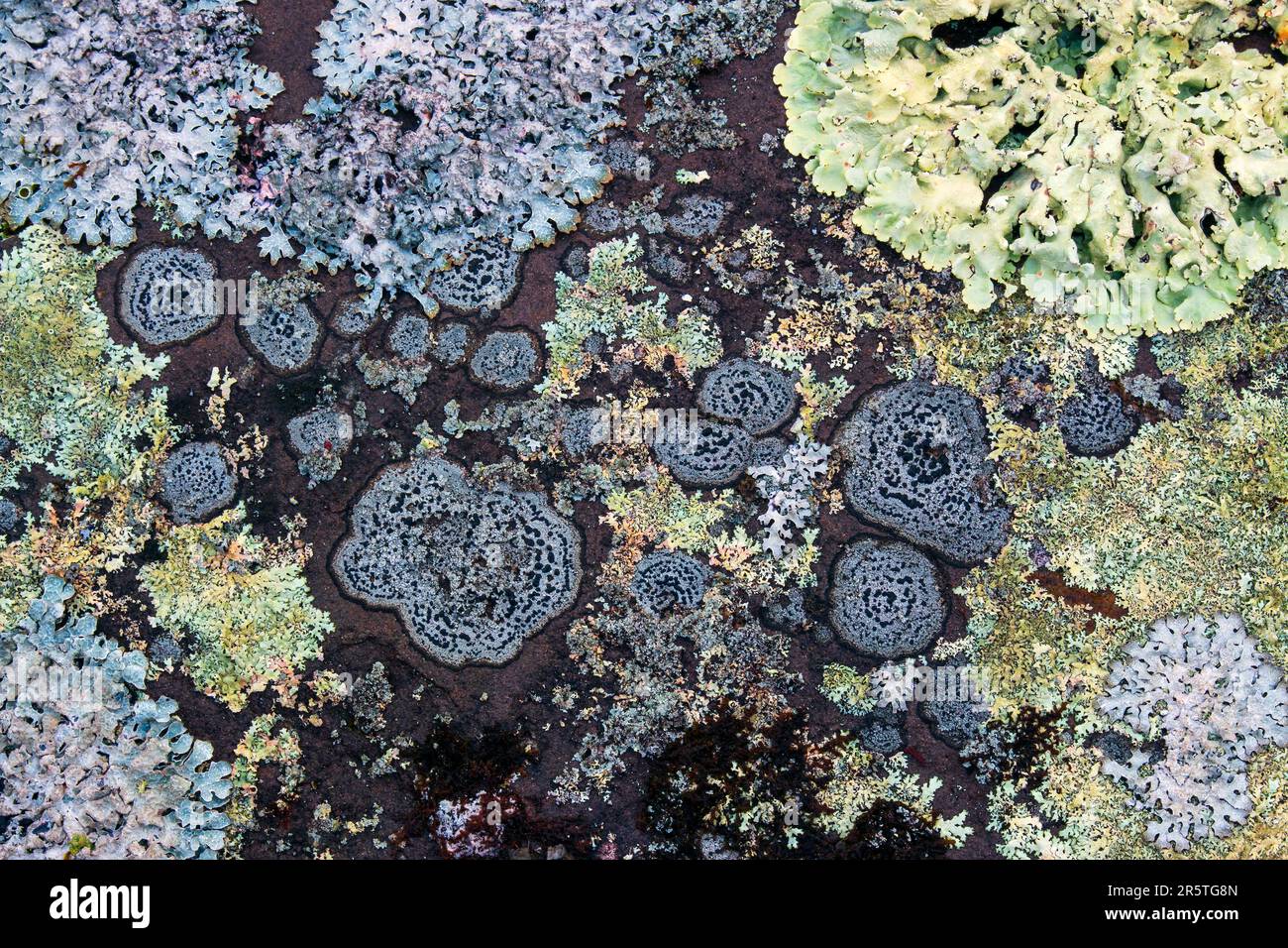 Foliose e crustose lichens su arenaria in Pennsylvania, Monte Pocono Foto Stock