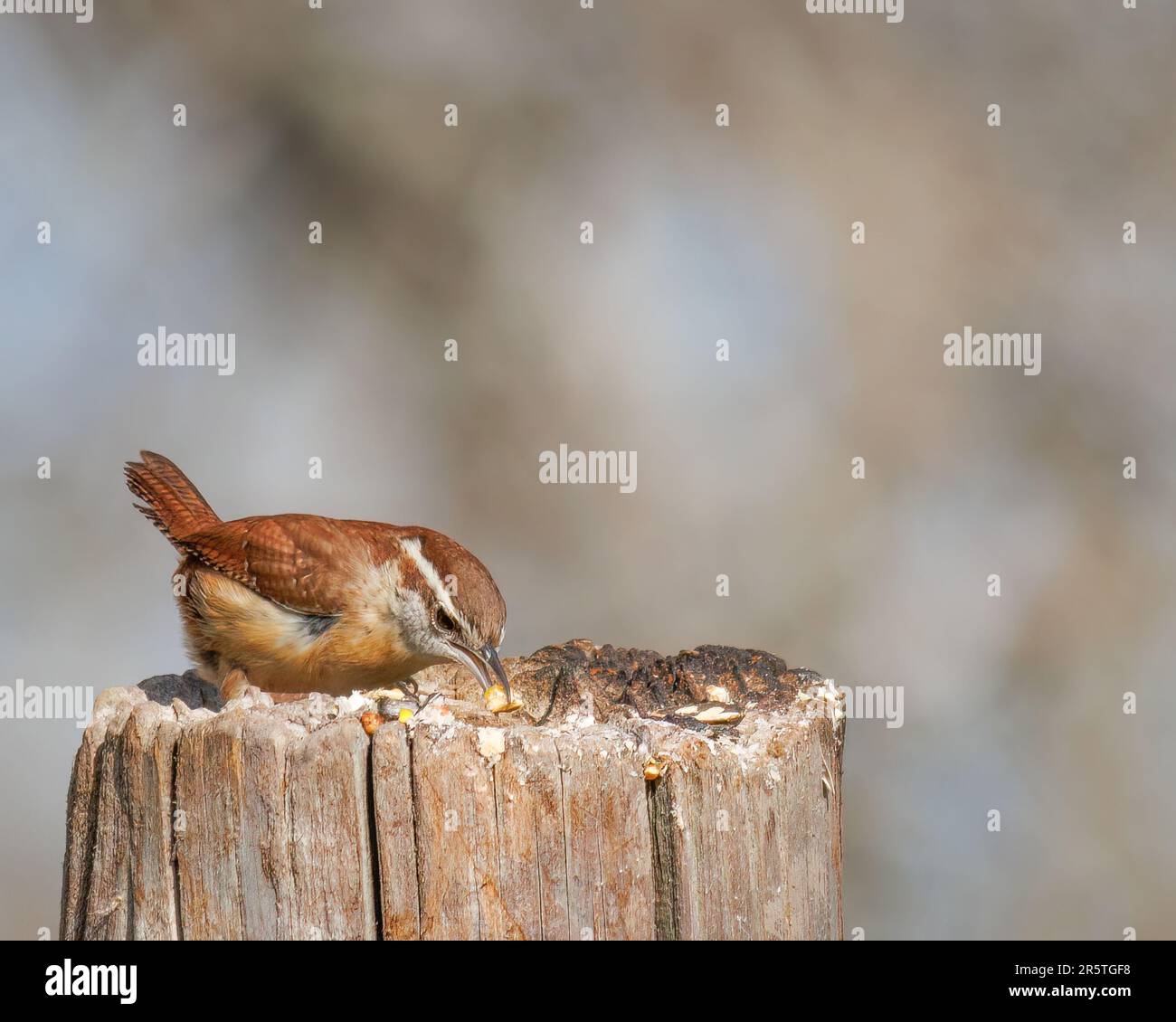 Primo piano di un uccello marrone appollaiato su un palo di legno, che si abbaiava a una manciata di semi Foto Stock