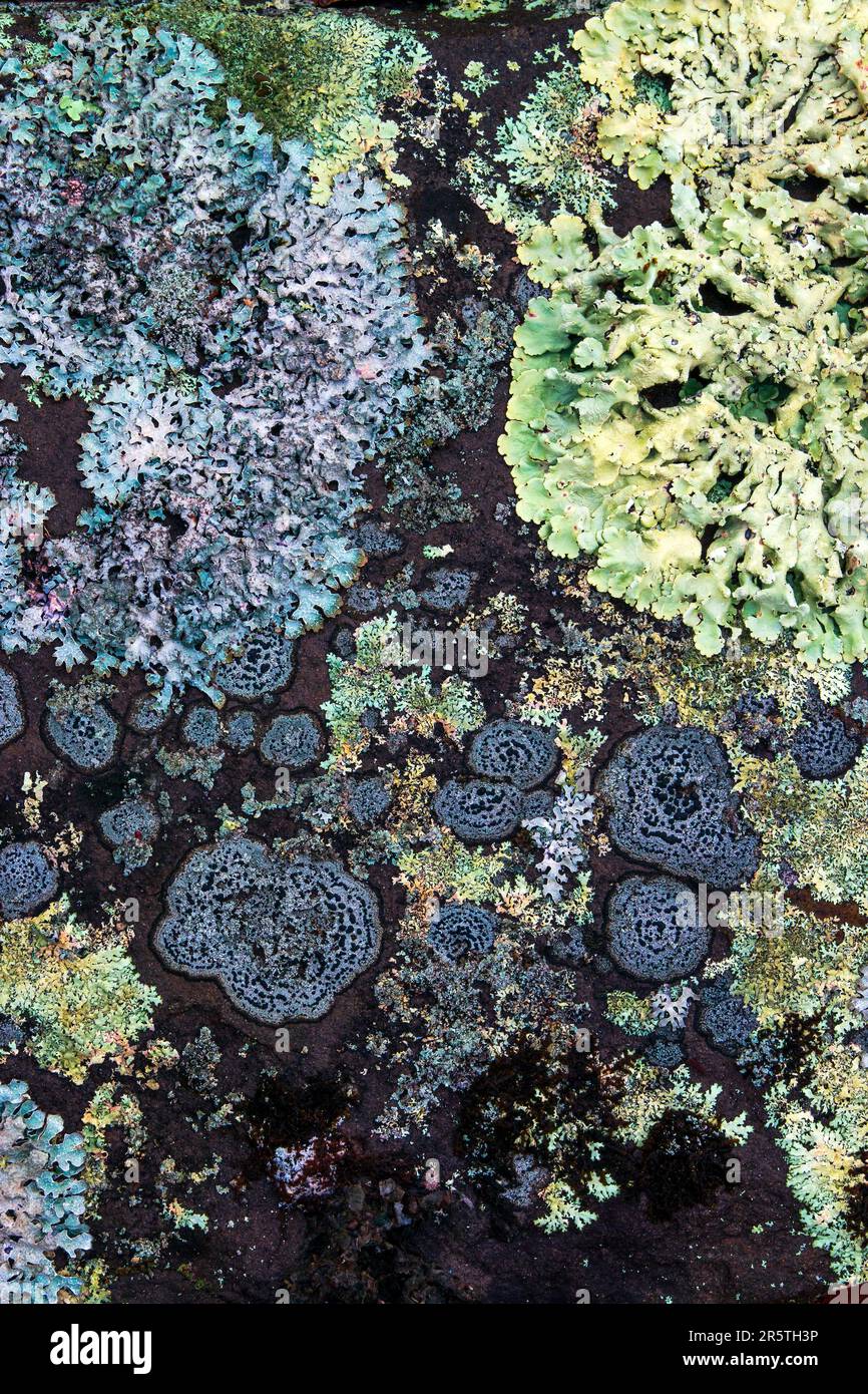 Foliose e crustose lichens su arenaria in Pennsylvania, Monte Pocono Foto Stock