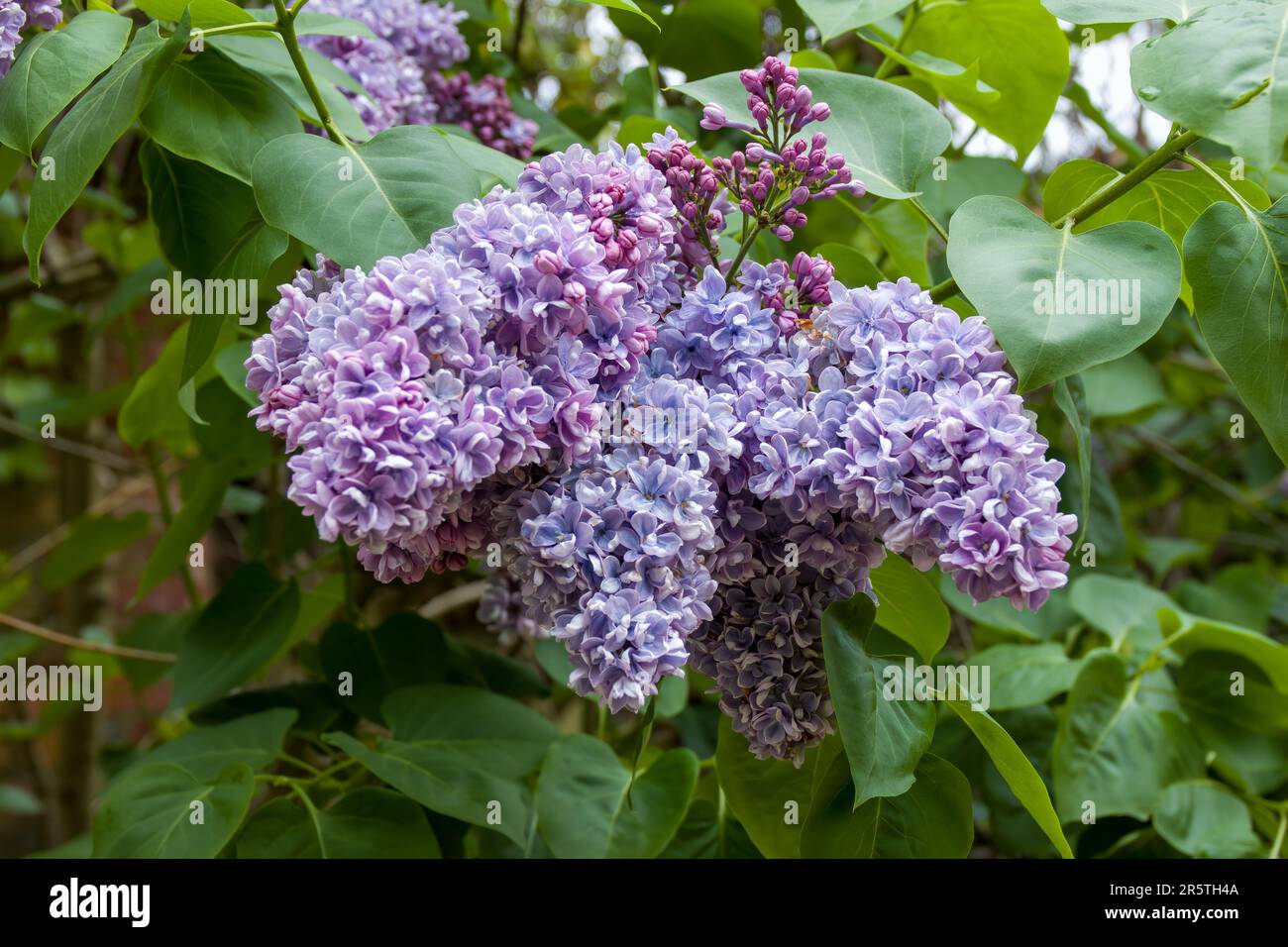 primo piano di graziosi fiori di comune lilla syringa vulgaris Foto Stock