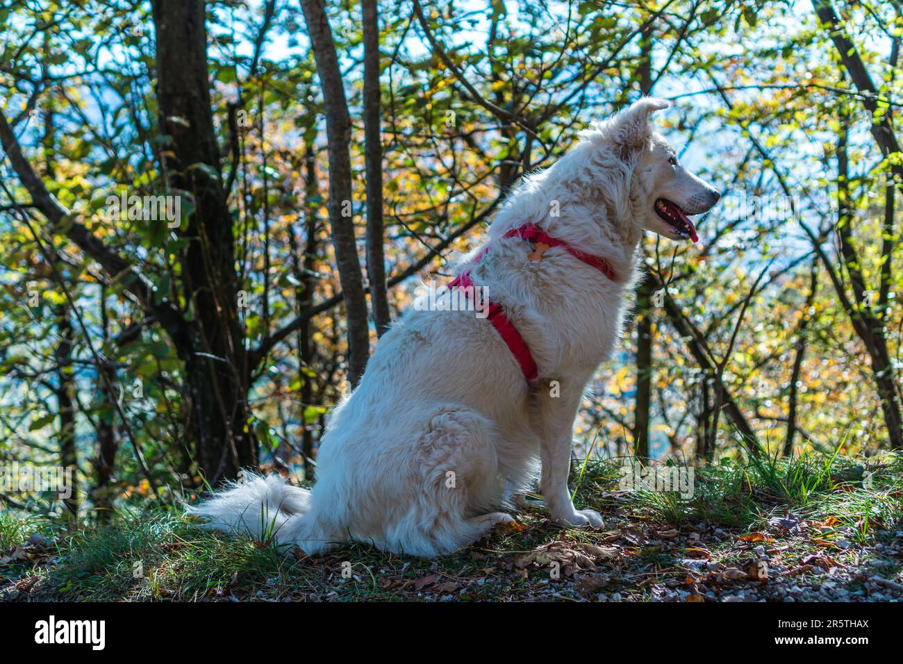 Un adorabile cane bianco che indossa un'imbracatura rossa è raffigurato in primo piano nell'immagine Foto Stock