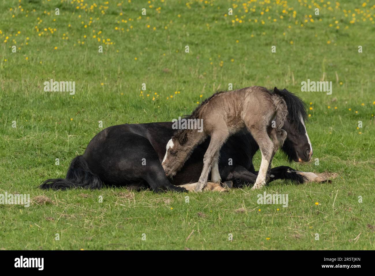 Un cavallo e un puledro. Il puledro sta cercando di far stare il cavallo in piedi per poterlo sfamare. Foto Stock