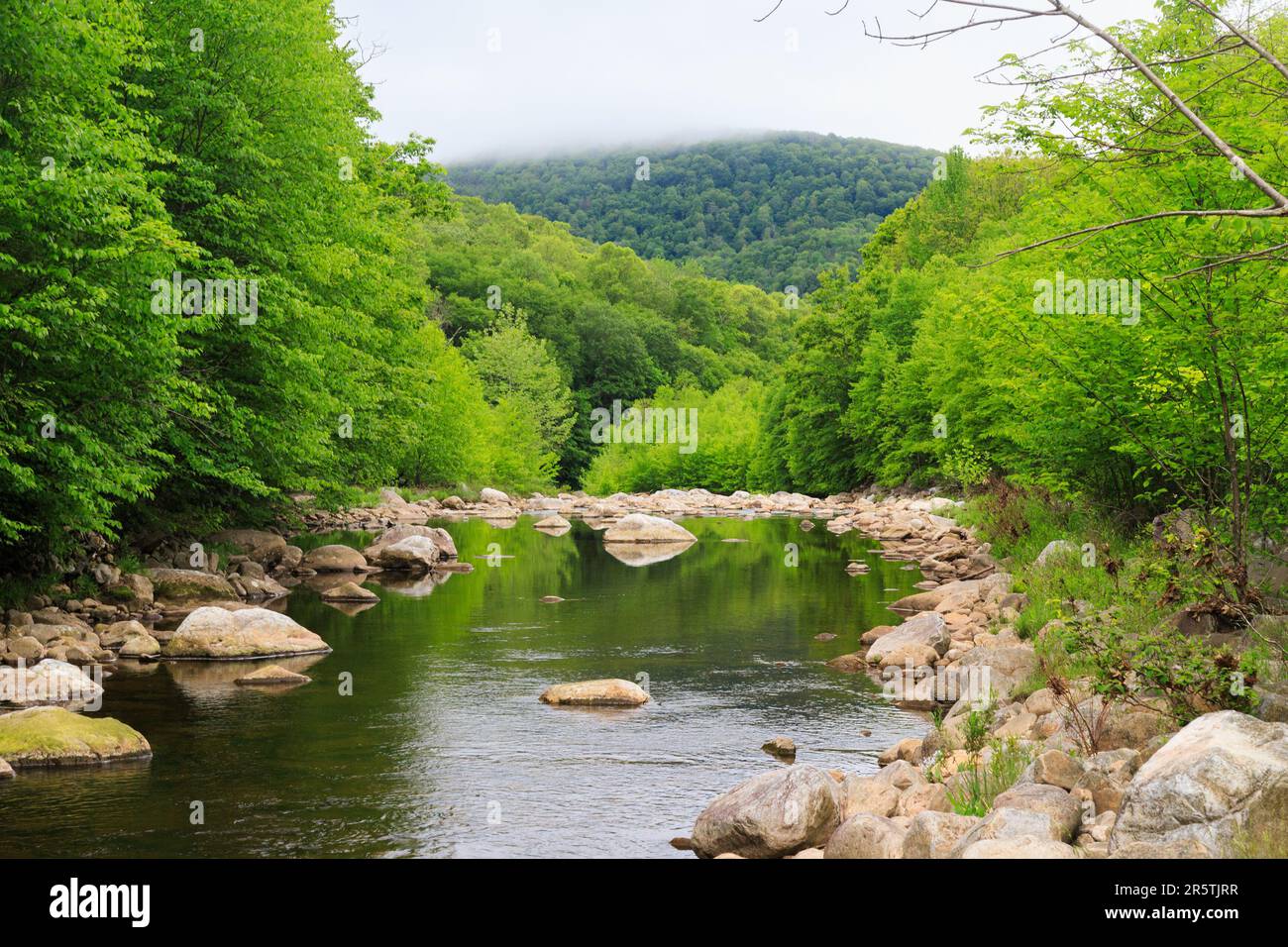 Ruscello con massi rossi circondato da verde fogliame nella valle di montagna di Dolly Sods Wilderness, West Virginia Foto Stock