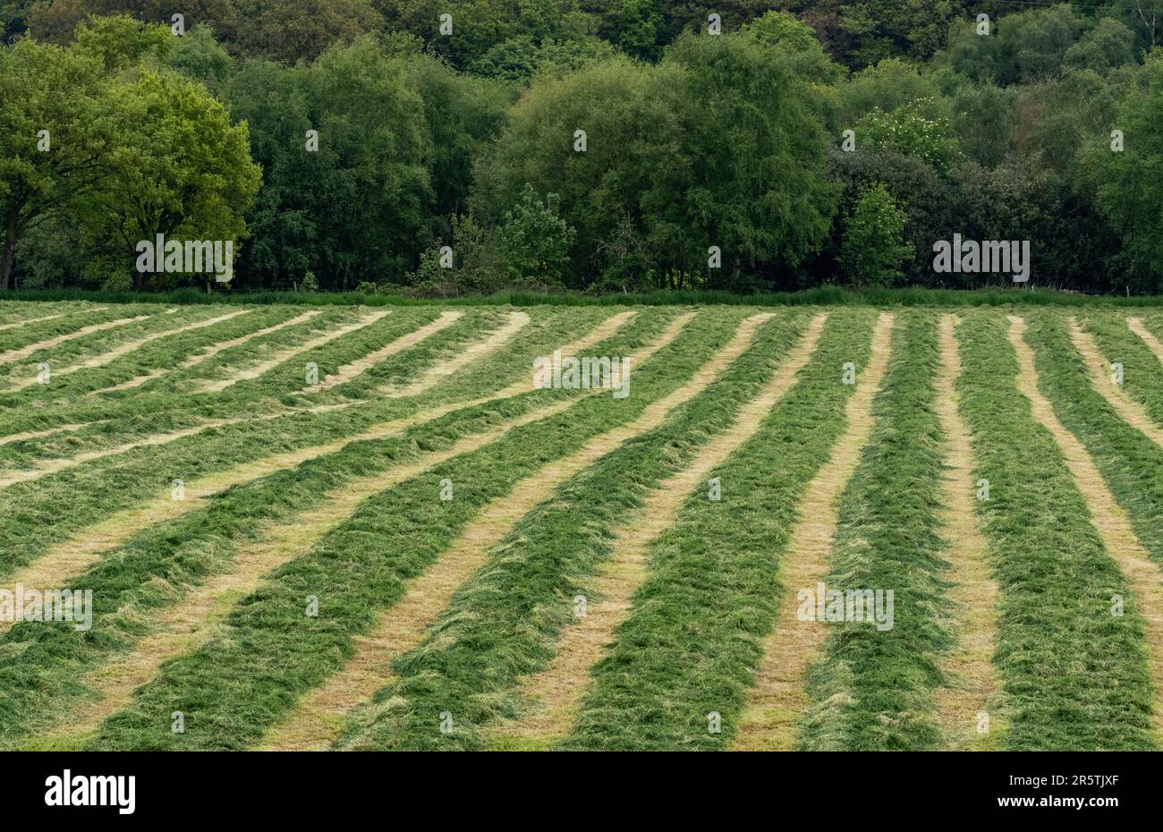 File di erba tagliata da asciugare prima di essere raccolte per essere conservate come insilato (foraggio invernale per animali). Foto Stock