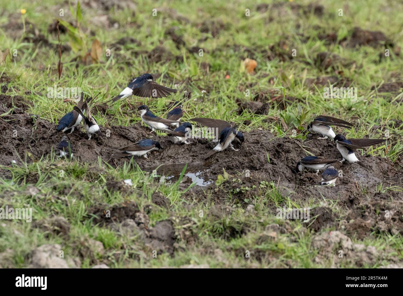 Un gregge di casa martins (UK) - Delichon Urbica - raccolta di fango per nidificare nello Yorkshire, Inghilterra. Foto Stock