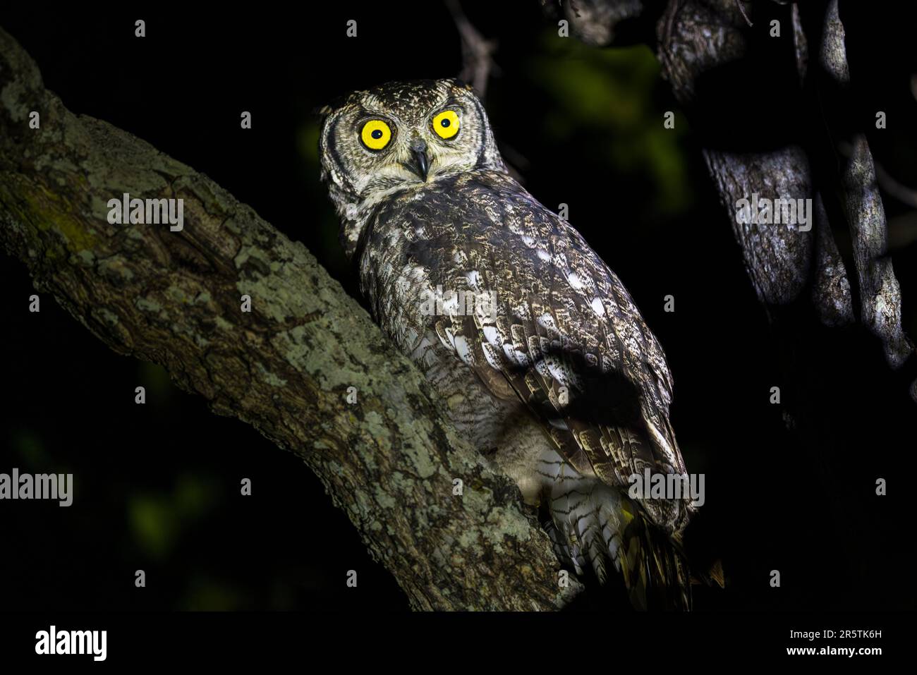 Gufo con volto meridionale nella Majete Wildlife Reserve, Malawi Spotted Eagle OAL nella Majete Wildlife Reserve, Malawi Foto Stock