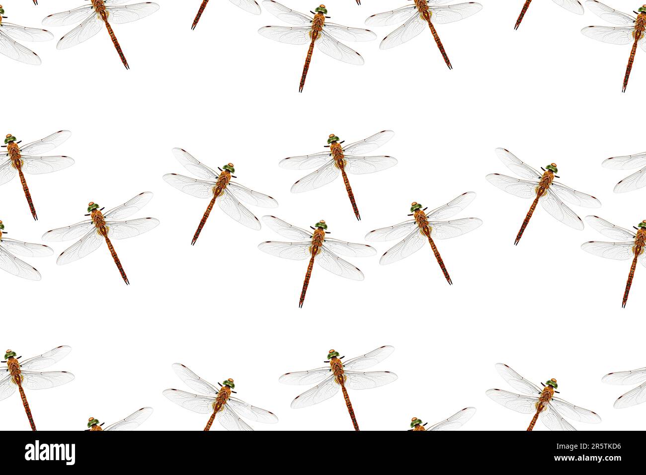 Libellula fotostilizzata isolata su sfondo bianco. Ripetizione senza giunture. Texture ricorrente. Foto Stock