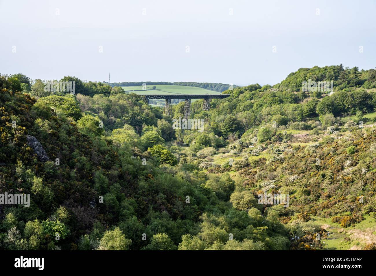 La macchia e i boschi giovani riempiono la valle del West Okement River sotto il Viadotto di Meldon vicino a Okehampton nel Devon. Foto Stock