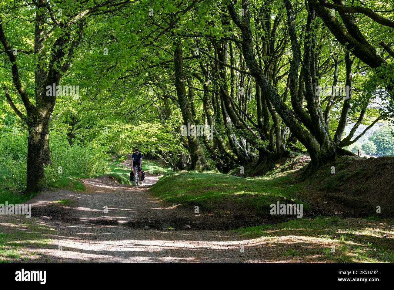 Un ciclista attraversa un viale di alberi lungo il sentiero collinare Quantock Ridgeway lungo la collina Quantocks del Somerset. Foto Stock