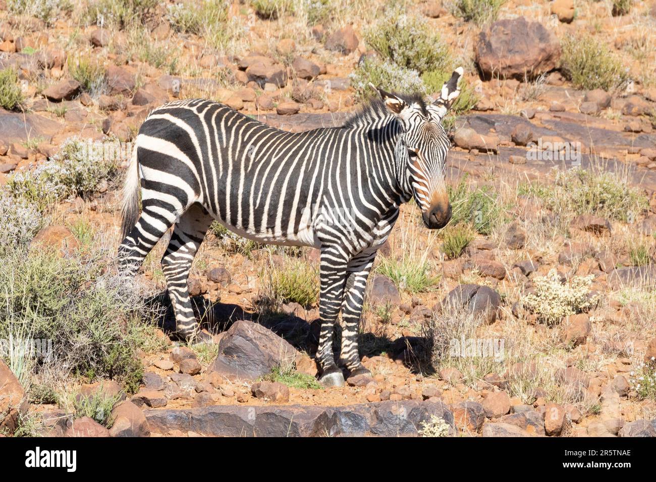 Zebra di montagna in via di estinzione (zebra Equus) in terreni montuosi, Parco Nazionale di Karoo, Capo Occidentale, Sud Africa Foto Stock