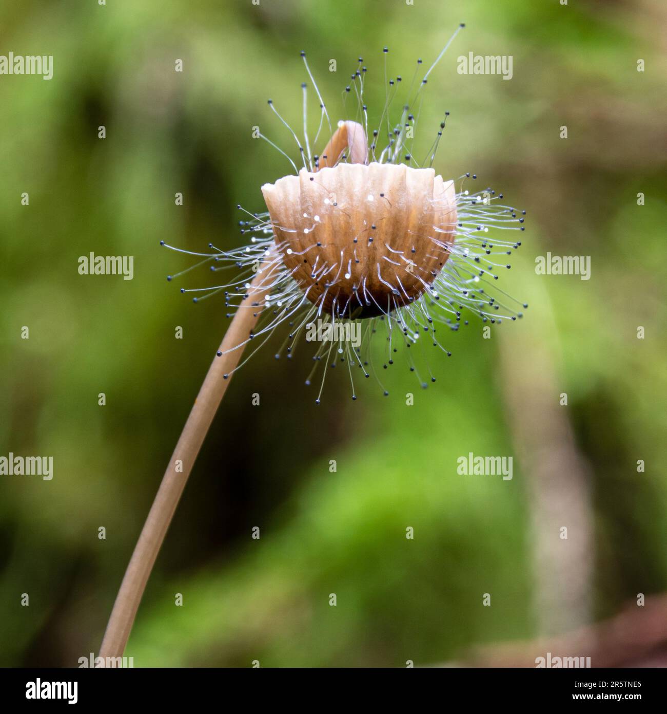 Un primo piano sfocato di un fungo di Spinellus fusiger piegato Foto Stock