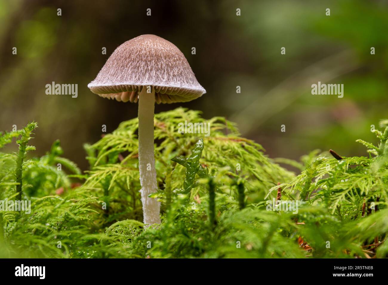Un fungo di Psathyrella che cresce tra lussureggianti muschi verdi Foto Stock
