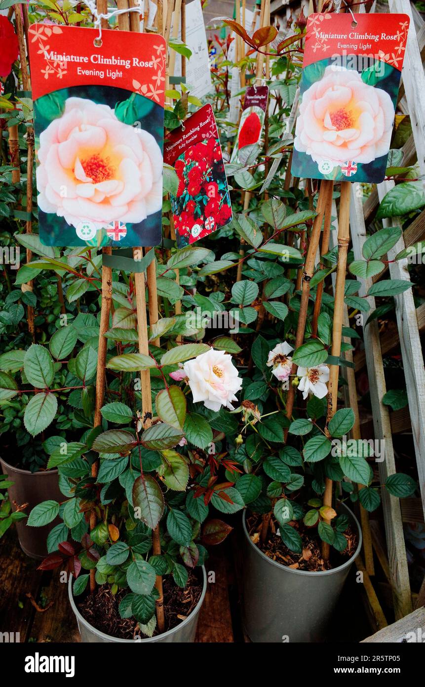 In un centro giardino nel North Yorkshire due piante di miniatura Rambling Rose - Ruby Rambler Foto Stock