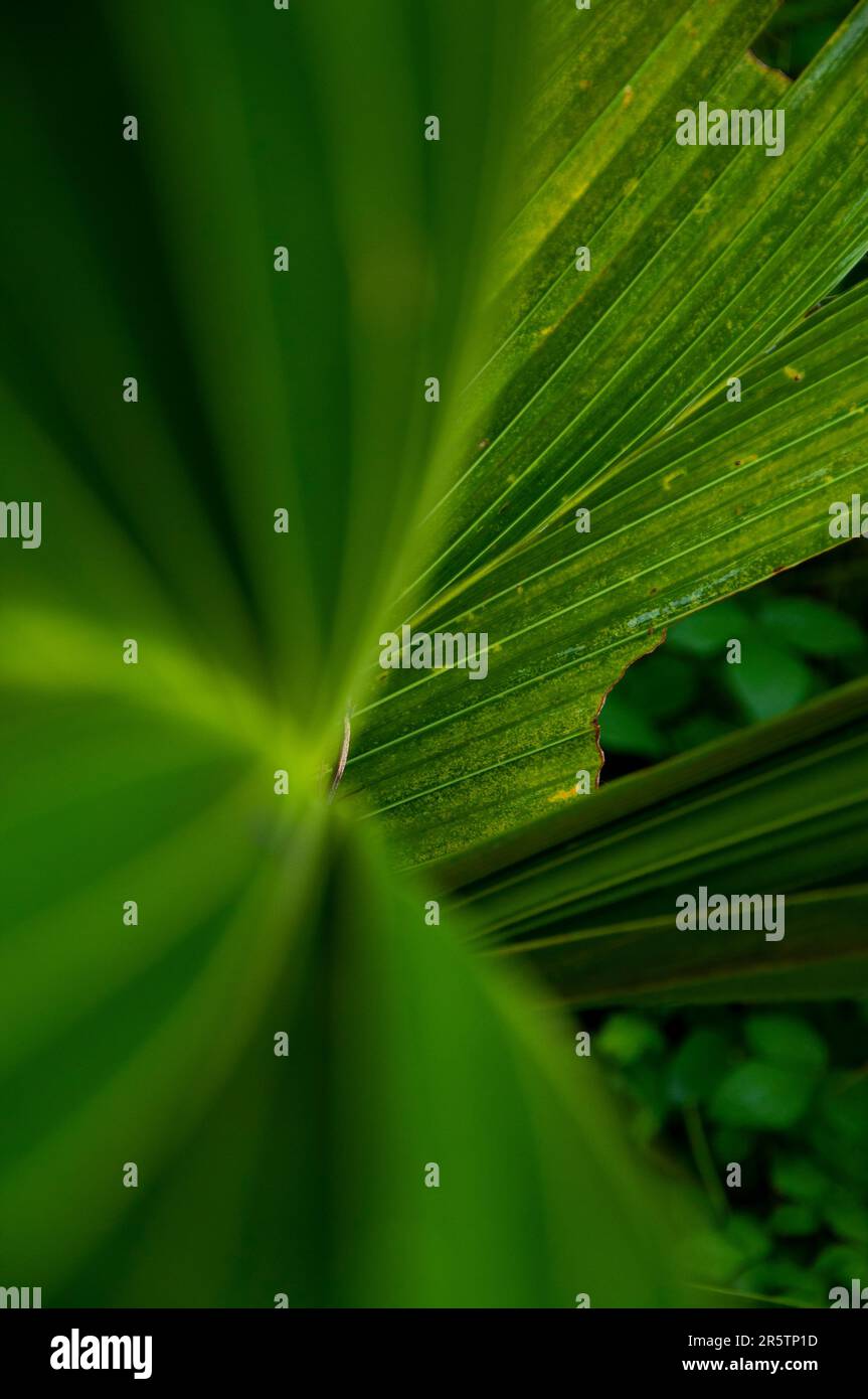 Le foglie di palma nel giardino in primavera dopo la prima pioggia della stagione primo scatto Foto Stock