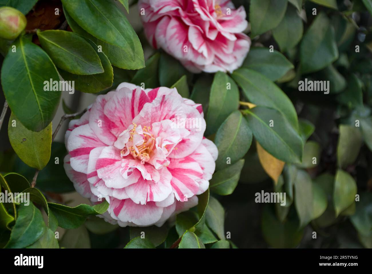 Immagine in primo piano di eleganti fiori di camelia rosa con strisce rosse cresciute da un albero di camelia fiorito all'inizio della primavera Foto Stock