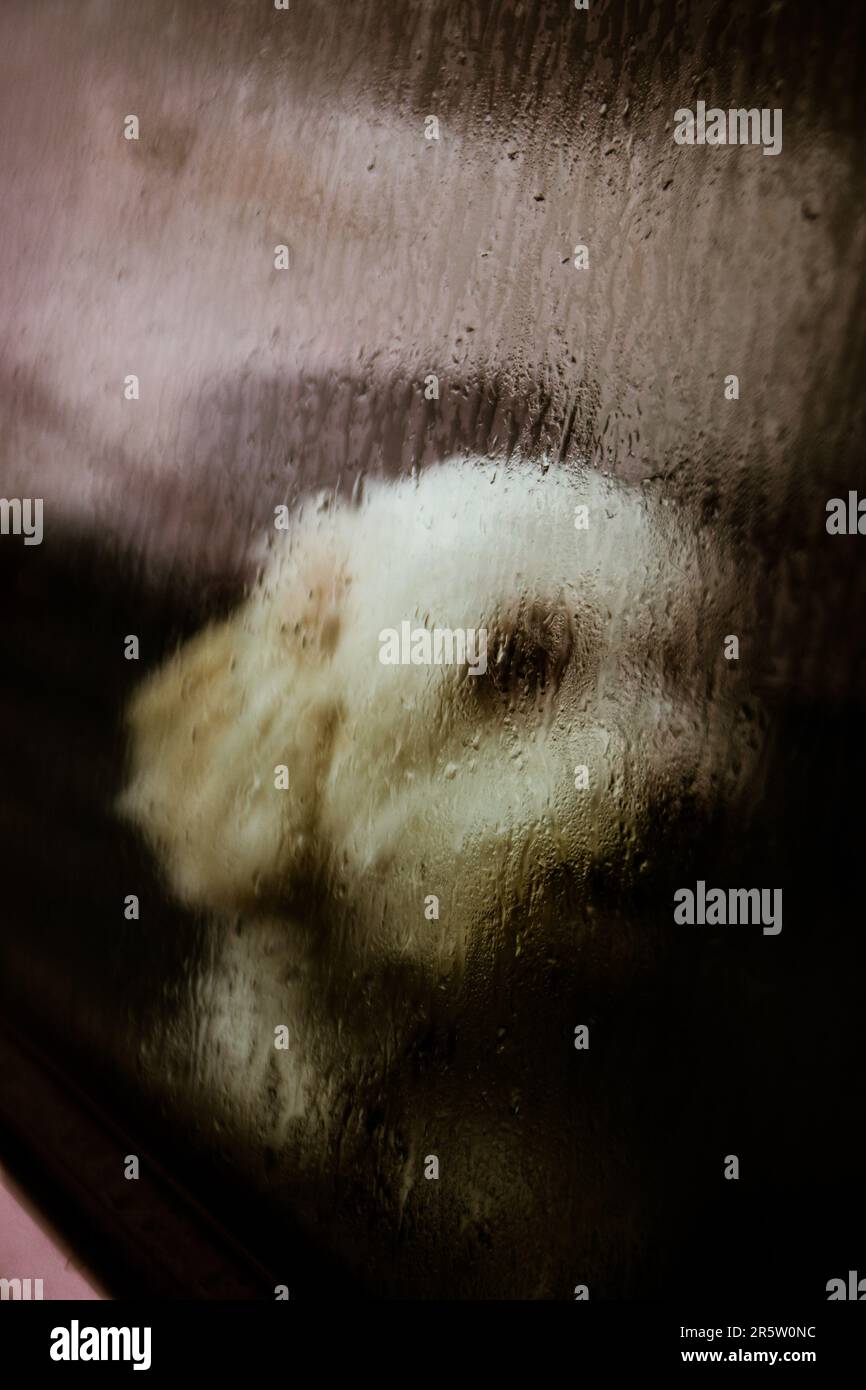 Un cane marrone e bianco siede fuori di una finestra aperta, guardando attraverso il vetro con un'espressione contemplativa Foto Stock