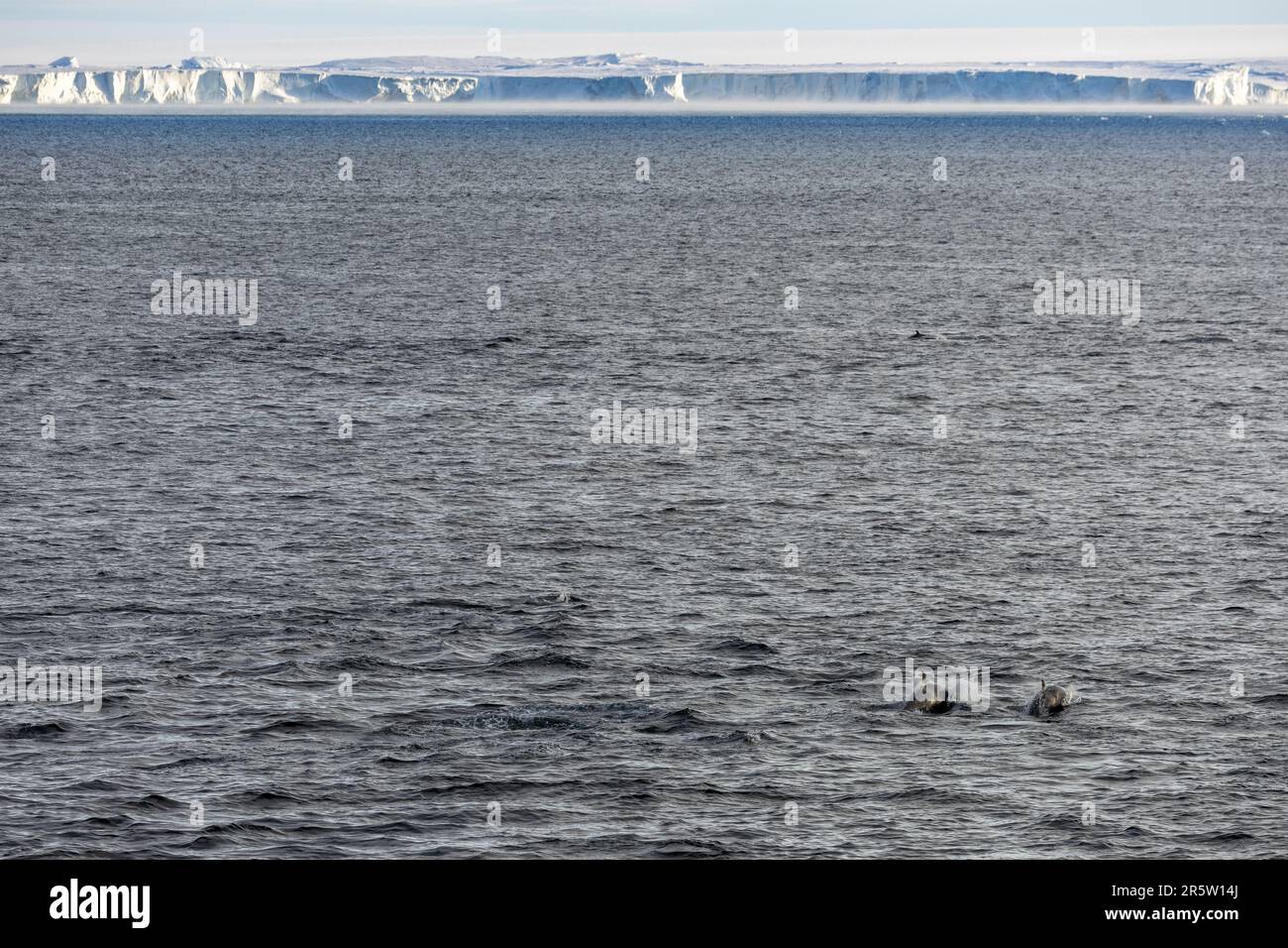 Orcas Nuoto vicino Ross Ice Shelf in Shackleton's Bay of Whales, Mare di Ross, Oceano Meridionale, Antartide Foto Stock