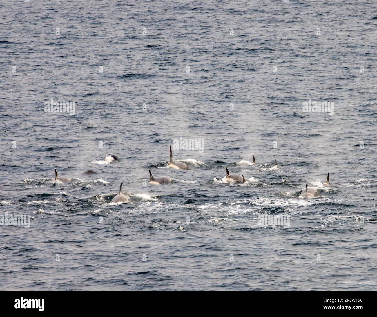 Grande orca Pod nella mensola di ghiaccio Ross nella baia delle balene di Shackleton, mare di Ross, Oceano Meridionale, Antartide Foto Stock