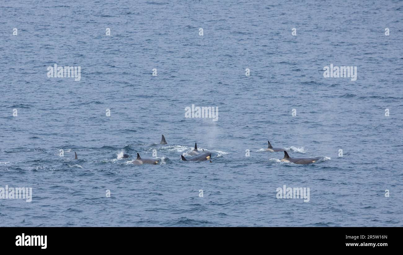 Grande orca Pod nella mensola di ghiaccio Ross nella baia delle balene di Shackleton, mare di Ross, Oceano Meridionale, Antartide Foto Stock