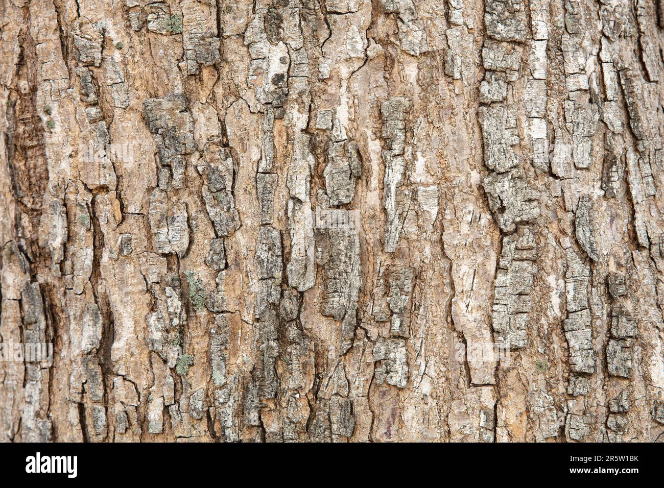 Immagine ravvicinata di un fienile di alberi in un parco nel sud della florida USA Foto Stock