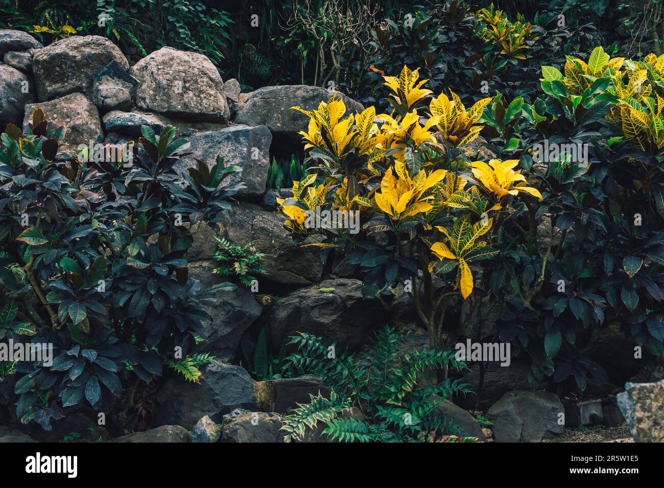 Foglie gialle e verdi di Croton Petra o di Codiaeum variegatum pianta esotica in giardino botanico Foto Stock