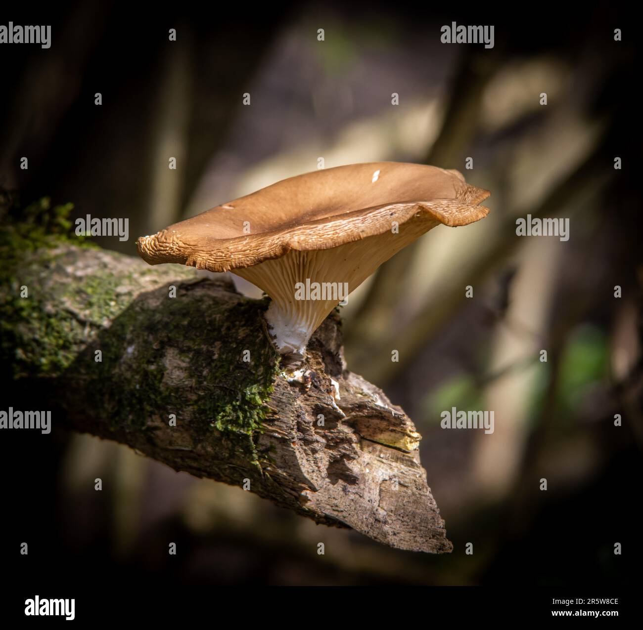 Un'immagine isolata di un fungo marrone che cresce su un ramo d'albero muscoloso in un ambiente naturale Foto Stock