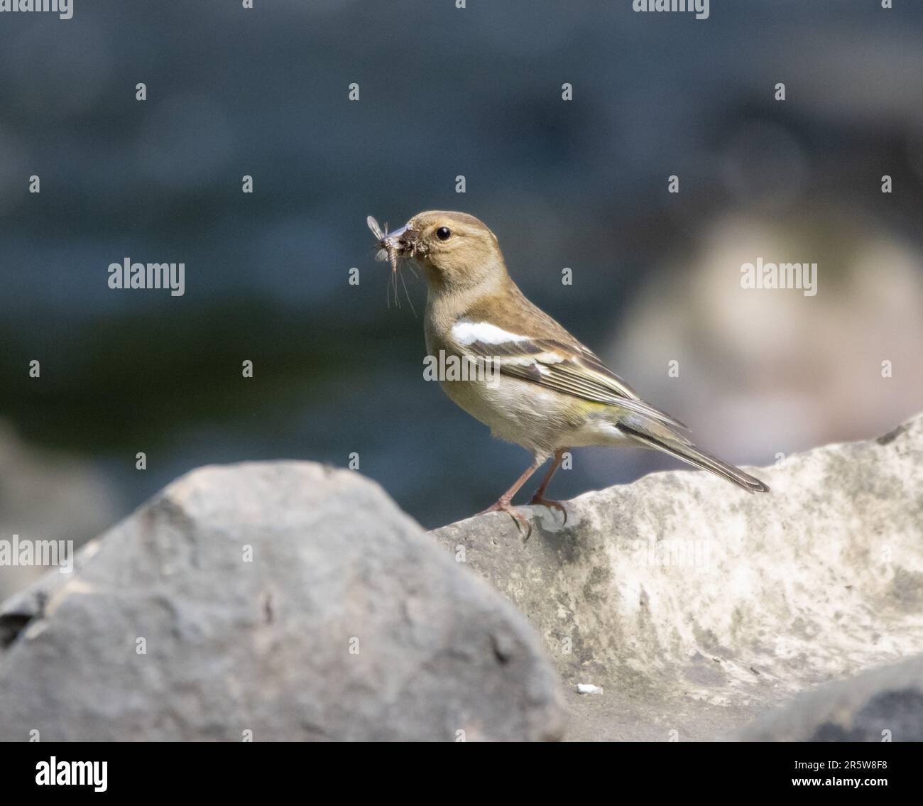 Un piccolo uccello Chaffinch arroccato su una superficie rocciosa Foto Stock