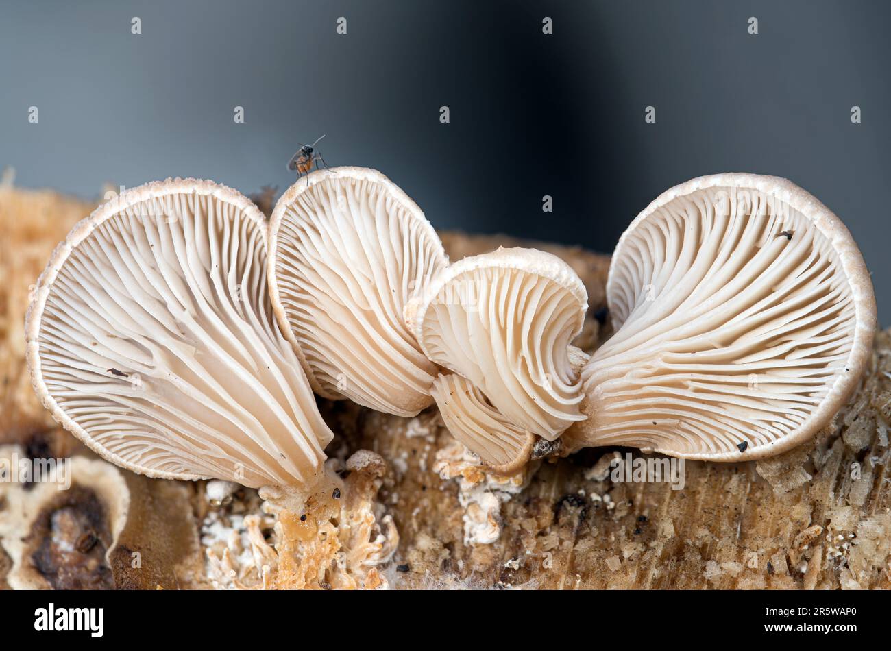 Un primo piano di un gruppo di piccoli funghi con dettagli strutturali su una superficie di pietra Foto Stock