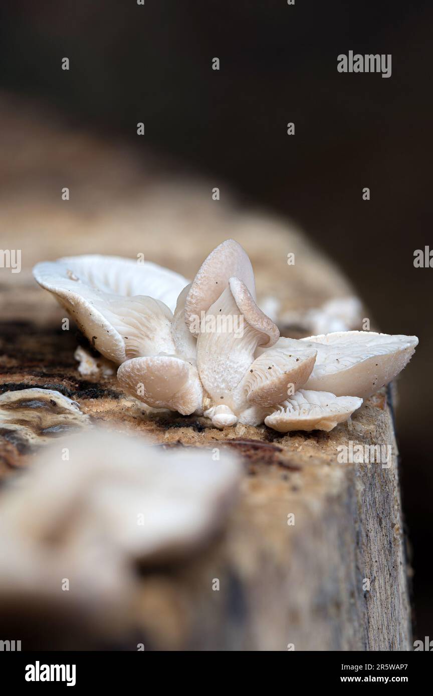 Un colpo verticale di un grappolo di piccolo fungo con i particolari strutturali su una superficie di pietra Foto Stock