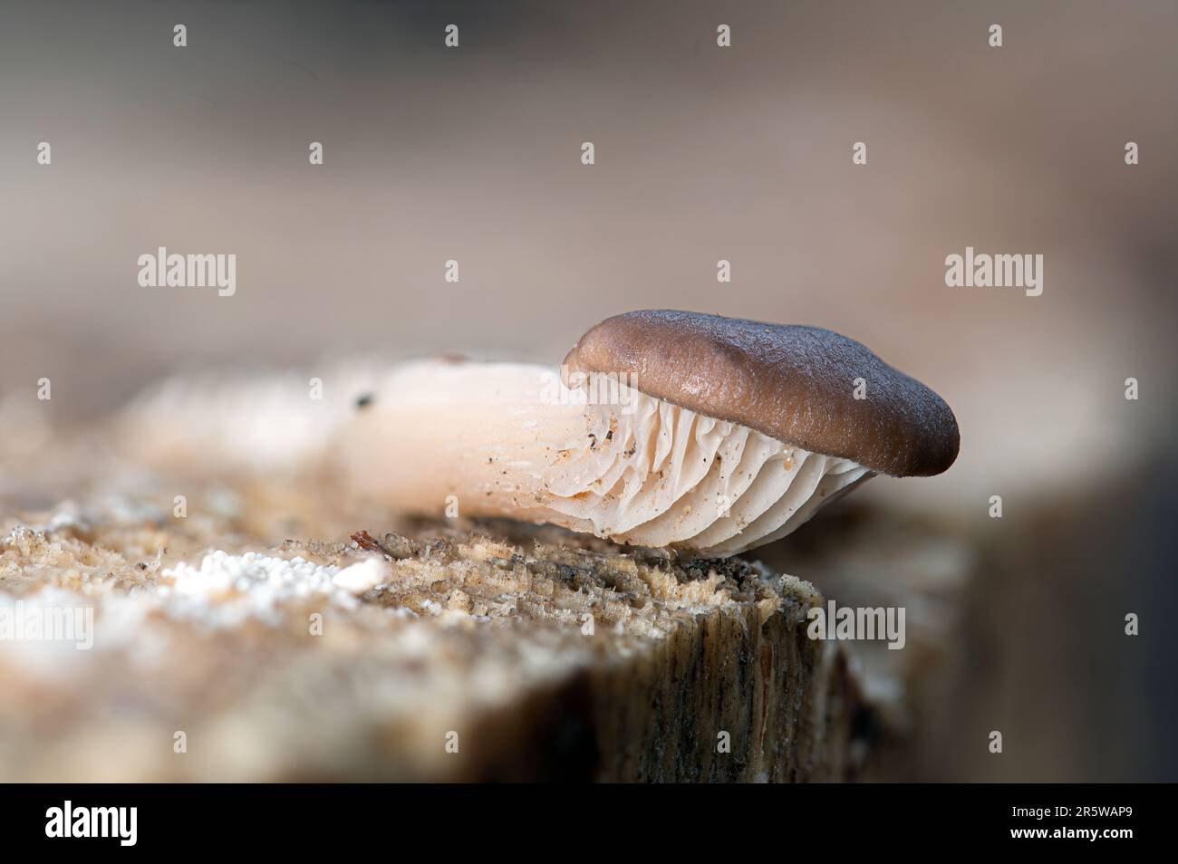 Un primo piano di un piccolo fungo con dettagli strutturali su una superficie di pietra Foto Stock