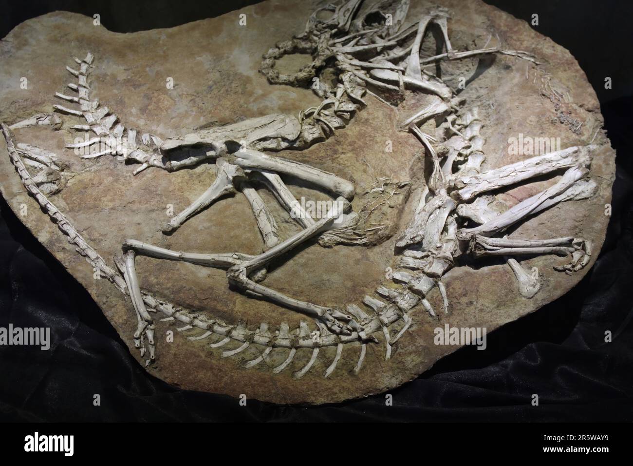 Avimimus portentosus piccolo dinosauro uccello-simile vissuto in Mongolia, Cretaceo tardo (85–70 ma) aveva mascelle becco-come Foto Stock