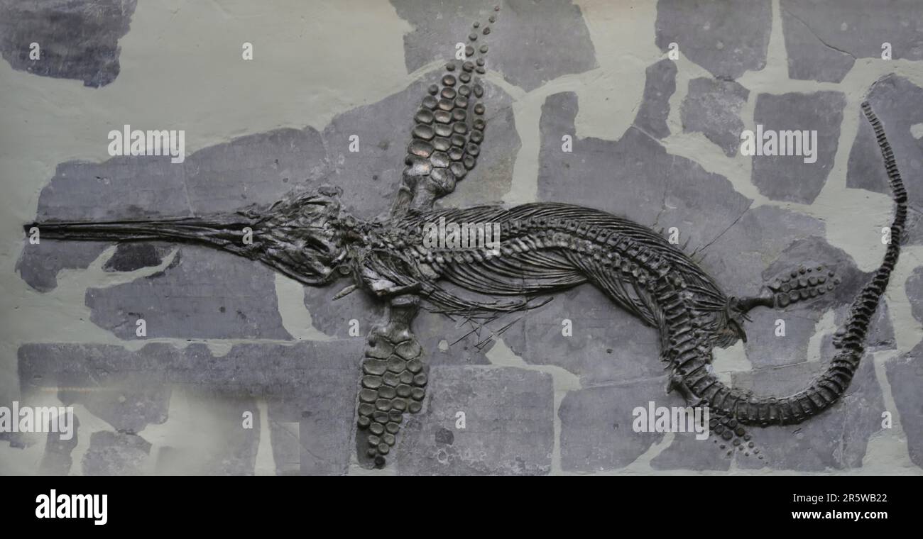 Gli ittiosauri erano grandi rettili marini estinti che vivevano da 250 a 90 milioni di anni fa. Foto Stock