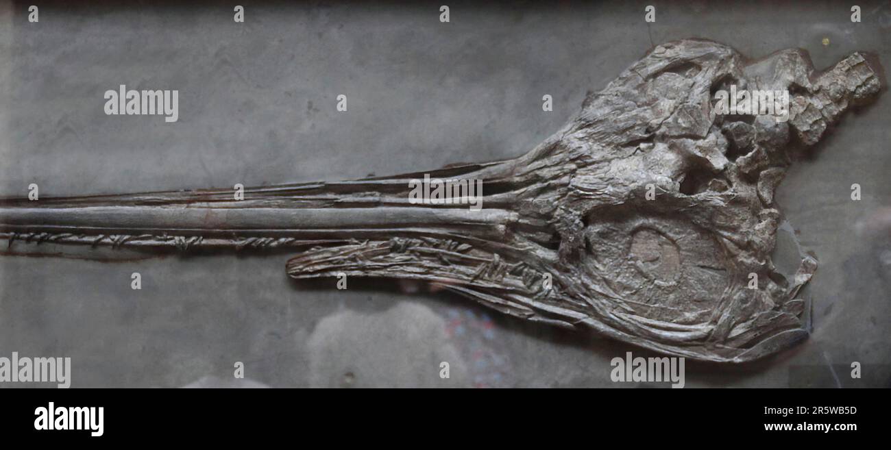 L'ittiosauro è un rettile marino estinto che visse nel periodo giurassico in Europa. Questo animale dà il suo nome al gruppo di ittiosauri. Foto Stock