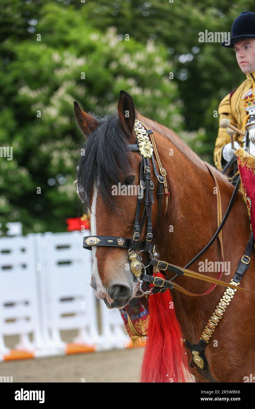 Drum Shire Horse Apollo al Royal Windsor Horse Show 2023, suonando con la Household Cavalry, Blues e Royals Foto Stock