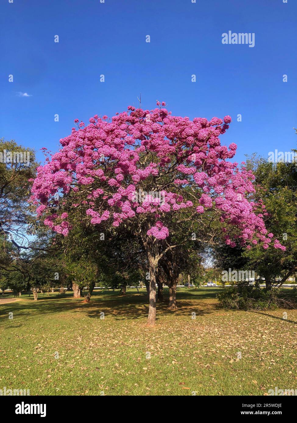 Dettagli del bellissimo albero delle trombe rosa (Handroanthus eptaphyllus), Tabebuia rosa in piena fioritura. Albero brasiliano di ipê nella città di Brasília Foto Stock