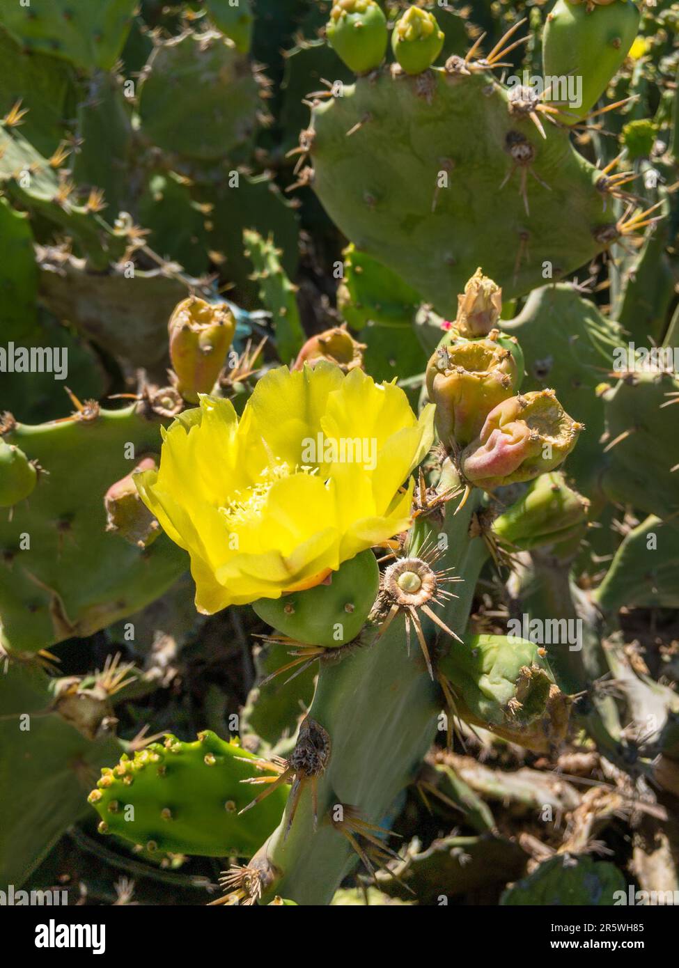 Un vivace fiore giallo fiorisce all'interno di un albero di cactus spinoso Foto Stock