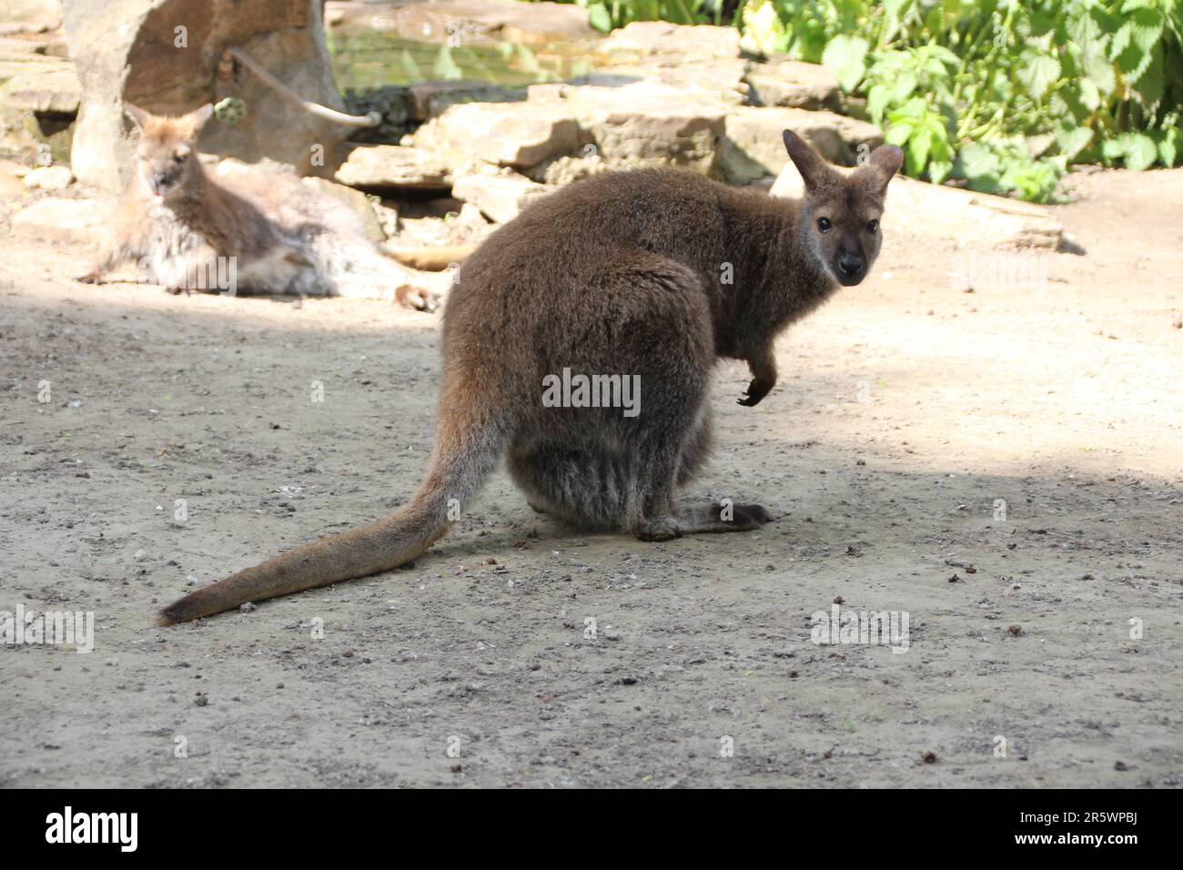 Un wallaby uno Zoo di Budapest Foto Stock