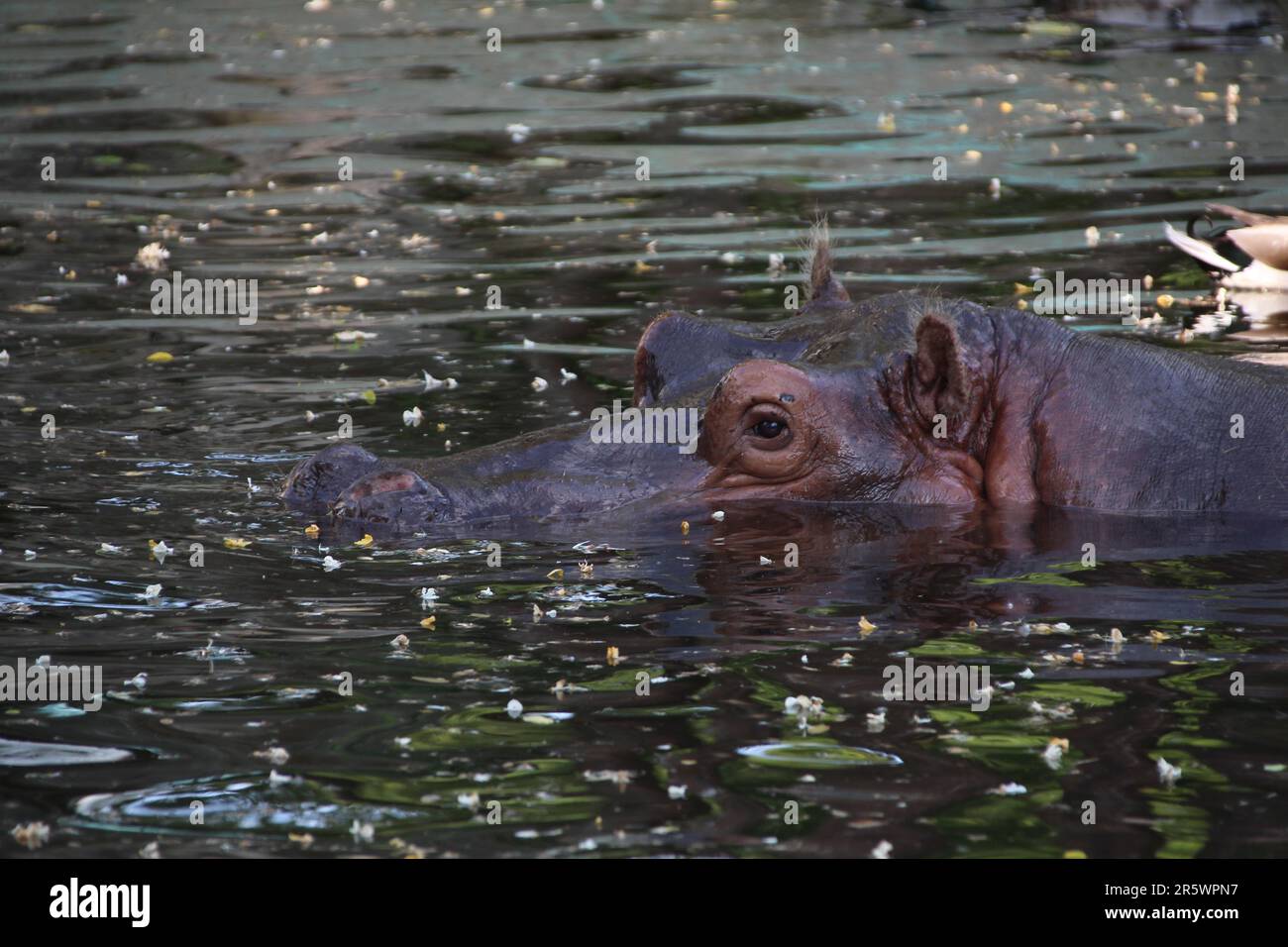 Un ippopotamo appena sopra la superficie dell'acqua Foto Stock