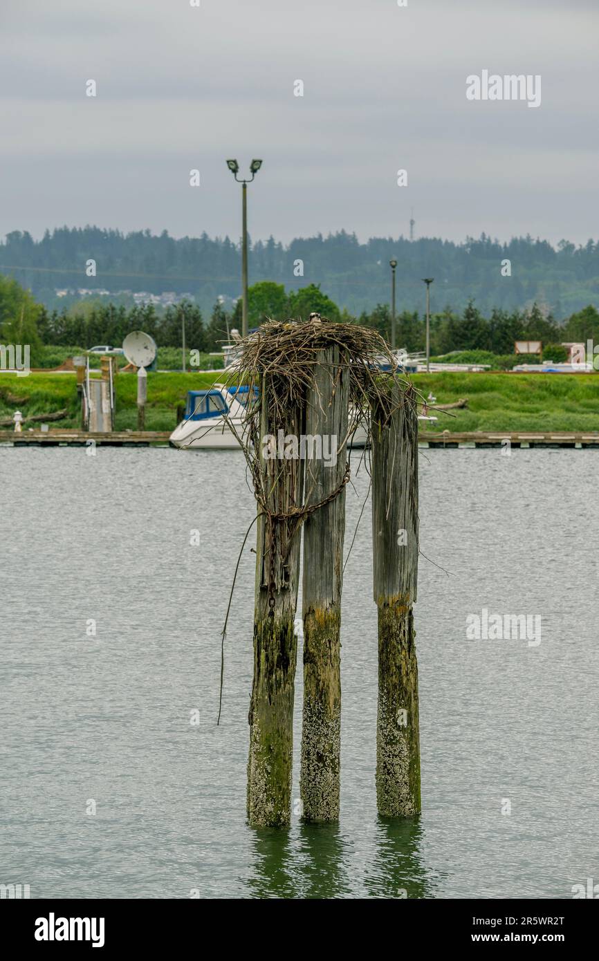 Un falco pescatore (Pandion haliaetus) sta incubando uova in un nido vicino al fiume Snohomish in Everett, Washington state, Stati Uniti. Foto Stock