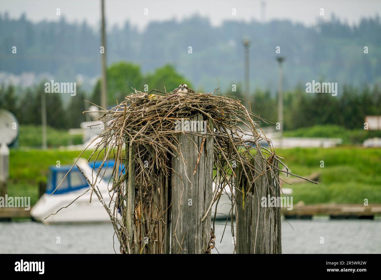 Un falco pescatore (Pandion haliaetus) sta incubando uova in un nido vicino al fiume Snohomish in Everett, Washington state, Stati Uniti. Foto Stock