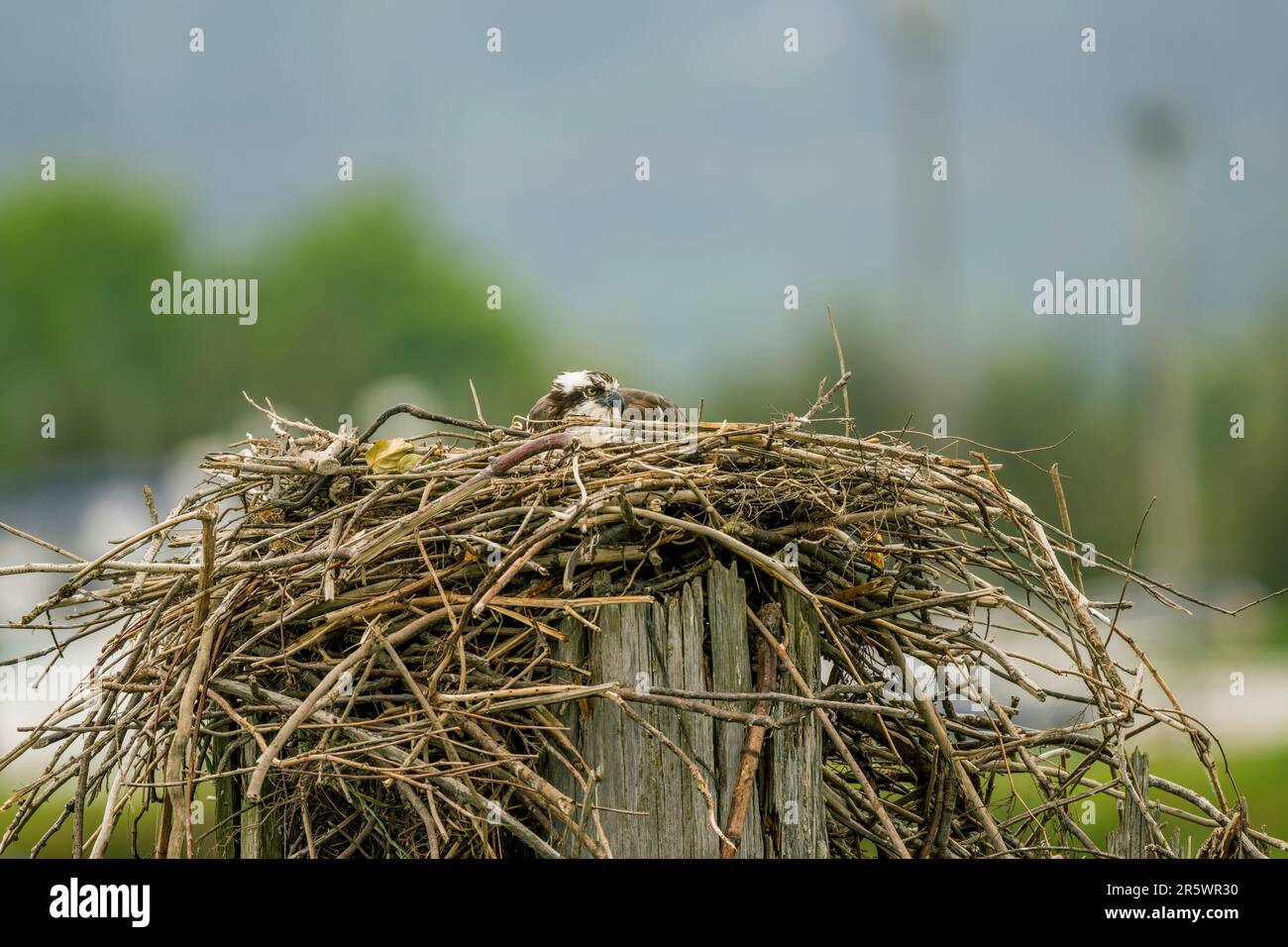 Un falco pescatore (Pandion haliaetus) sta incubando uova in un nido vicino al fiume Snohomish in Everett, Washington state, Stati Uniti. Foto Stock