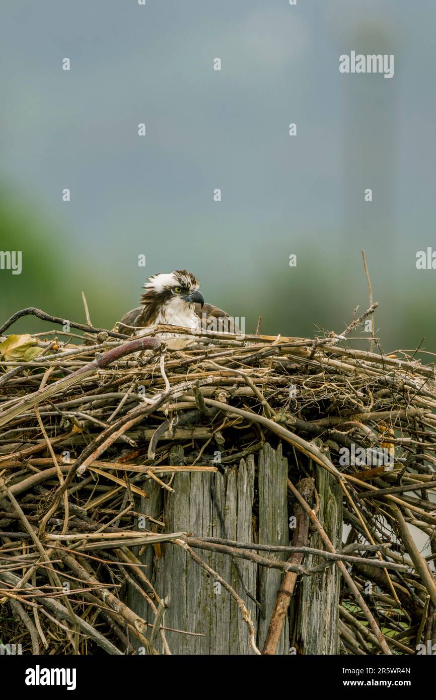 Un falco pescatore (Pandion haliaetus) sta incubando uova in un nido vicino al fiume Snohomish in Everett, Washington state, Stati Uniti. Foto Stock