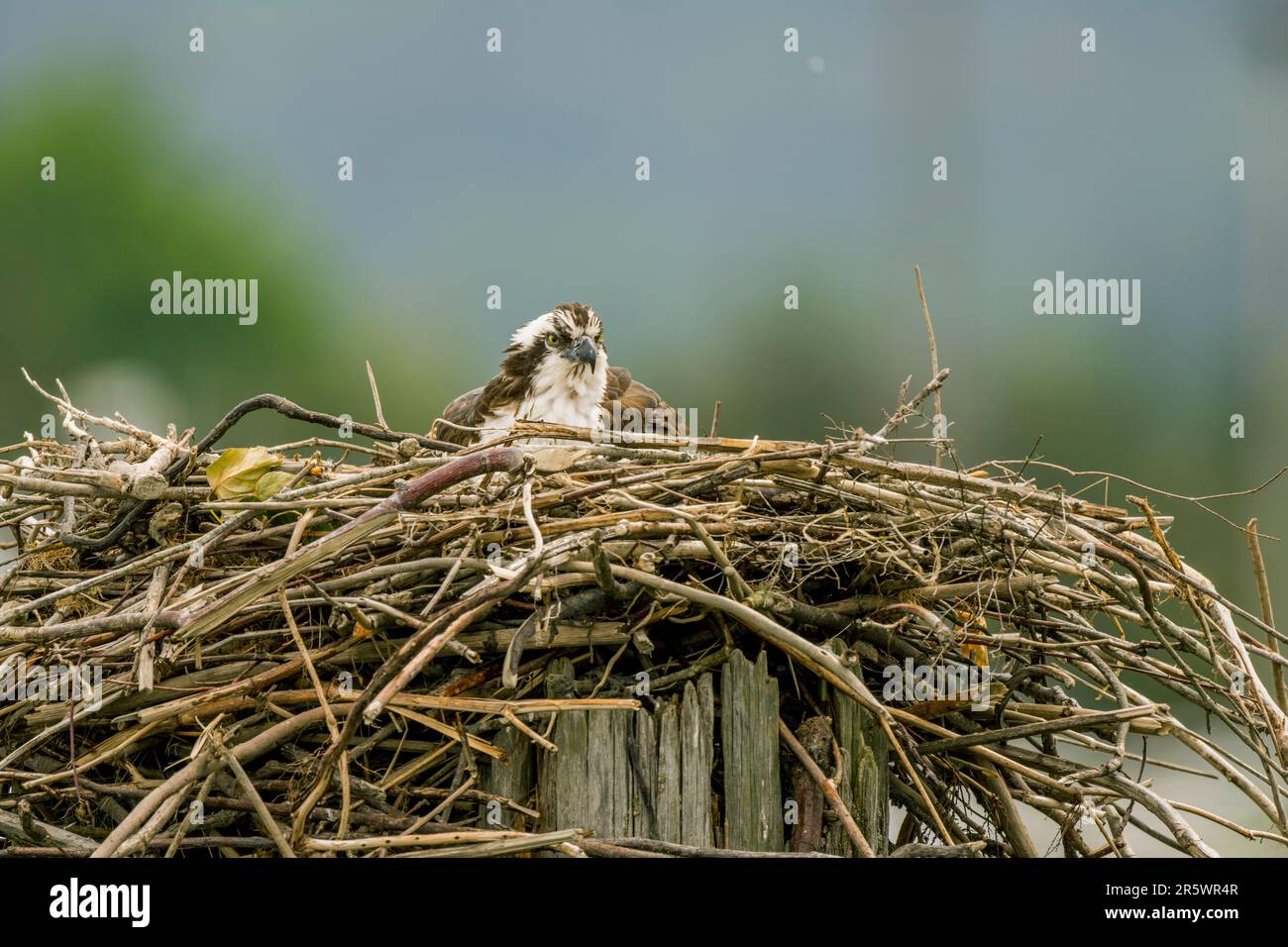 Un falco pescatore (Pandion haliaetus) sta incubando uova in un nido vicino al fiume Snohomish in Everett, Washington state, Stati Uniti. Foto Stock