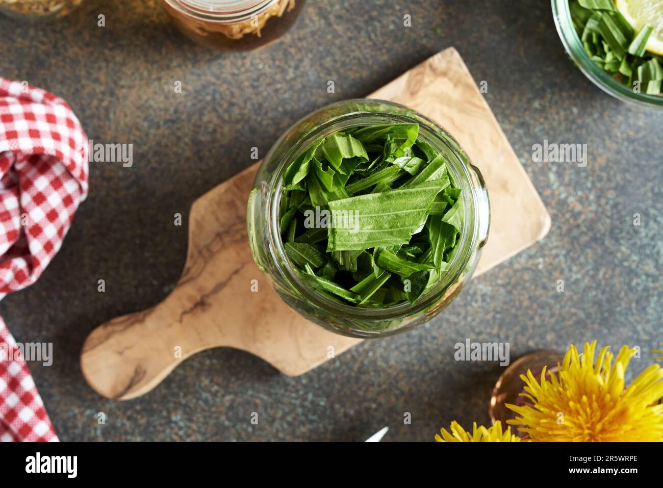 Preparazione di sciroppo di plantano di ribwort per tosse da foglie di Plantago lanceolata fresche in un vaso di vetro Foto Stock