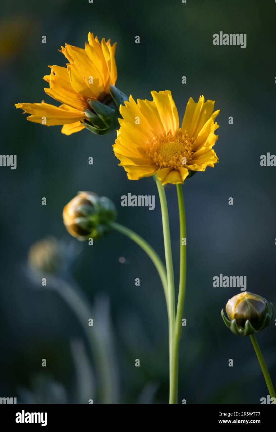 Fiori gialli di Coreopsis in piedi dritti al sole su uno sfondo bokeh mescolato con boccioli di Coreopsis in primavera, estate, Lancaster, Pennsylvania Foto Stock