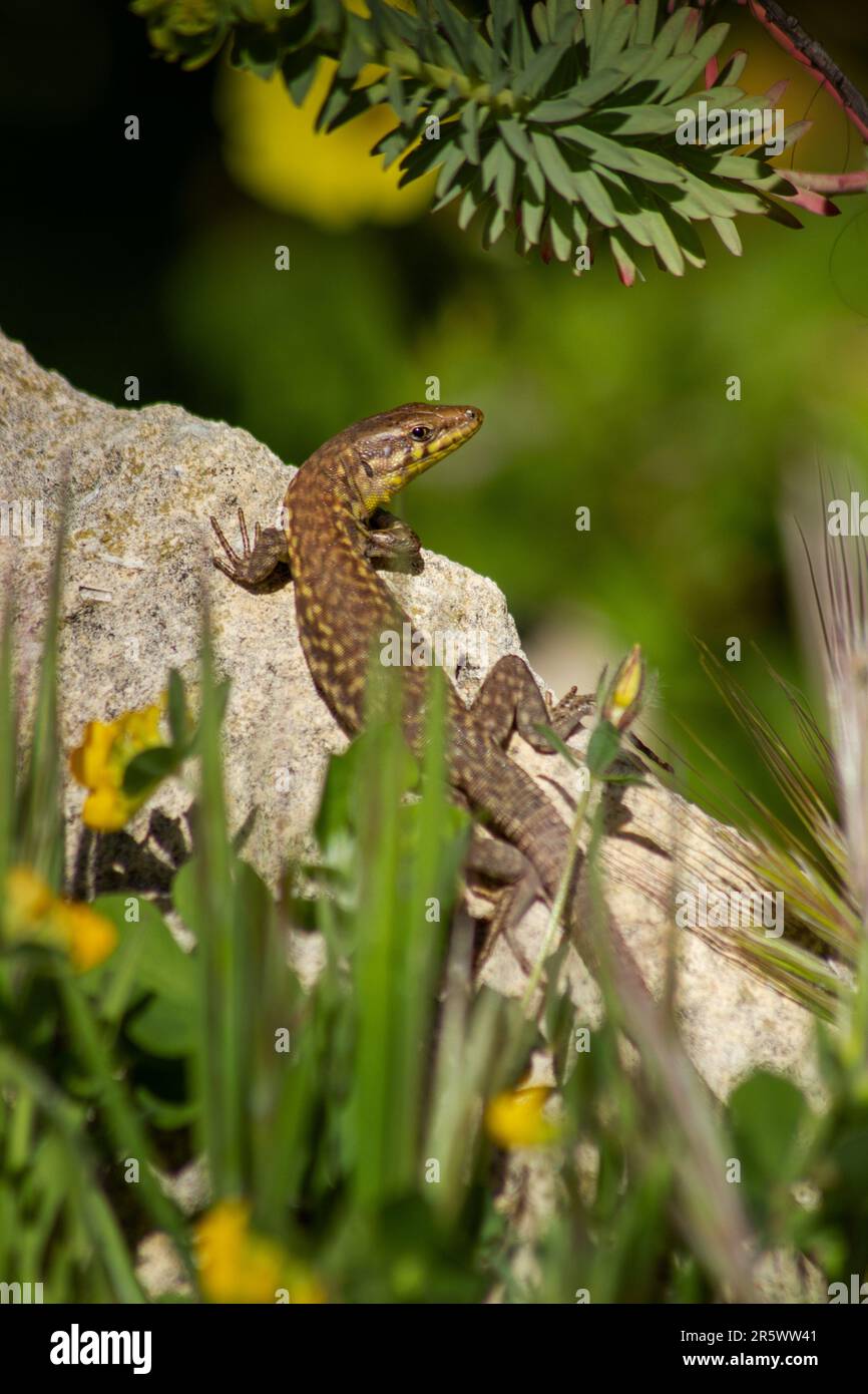 Un colpo verticale di una lucertola arroccata sulla cima di una pietra circondata da una lussureggiante vegetazione verde Foto Stock