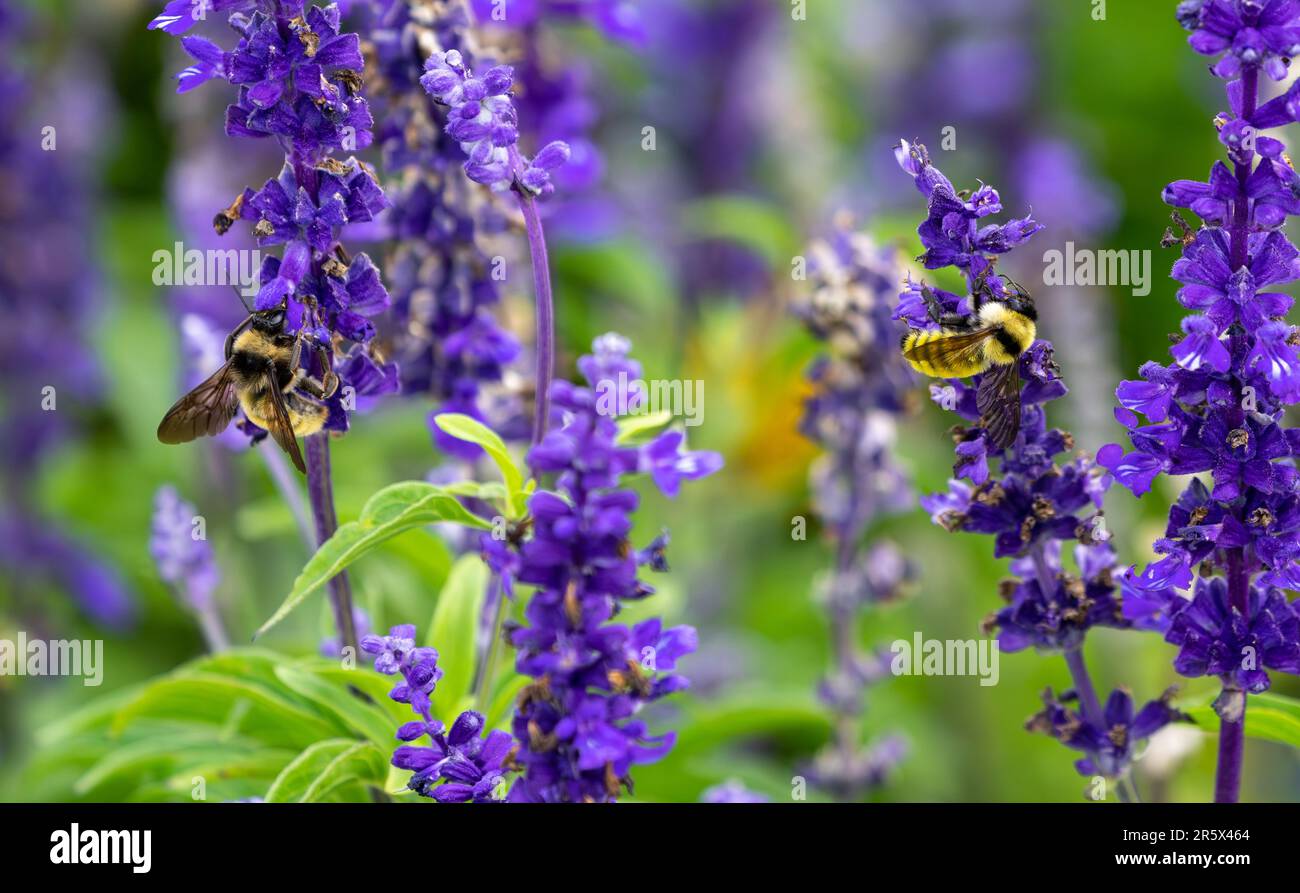 Due Bumblebees, una di colore giallo intenso, l'altra più neutra, viste in un giardino naturale di fiori di lavanda, che impollinano insieme. Foto Stock