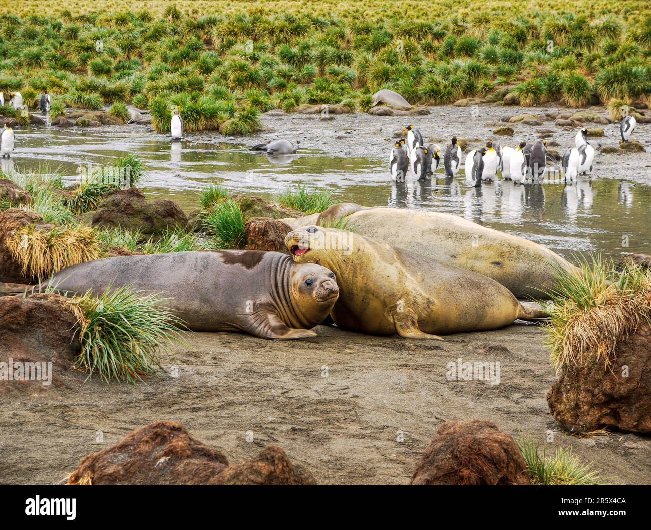 Nella Gold Bay sull'Isola della Georgia del Sud, le foche degli elefanti meridionali (Mirounga leonina) si trovano insieme, vicino ai pinguini del re (Aptenodytes patagonicus). Foto Stock