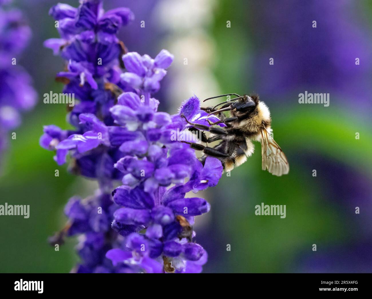 Un grande bumblebee con la lingua fuori, pronto ad impollinare un fiore di lavanda. Vista a distanza ravvicinata con buoni dettagli. Foto Stock