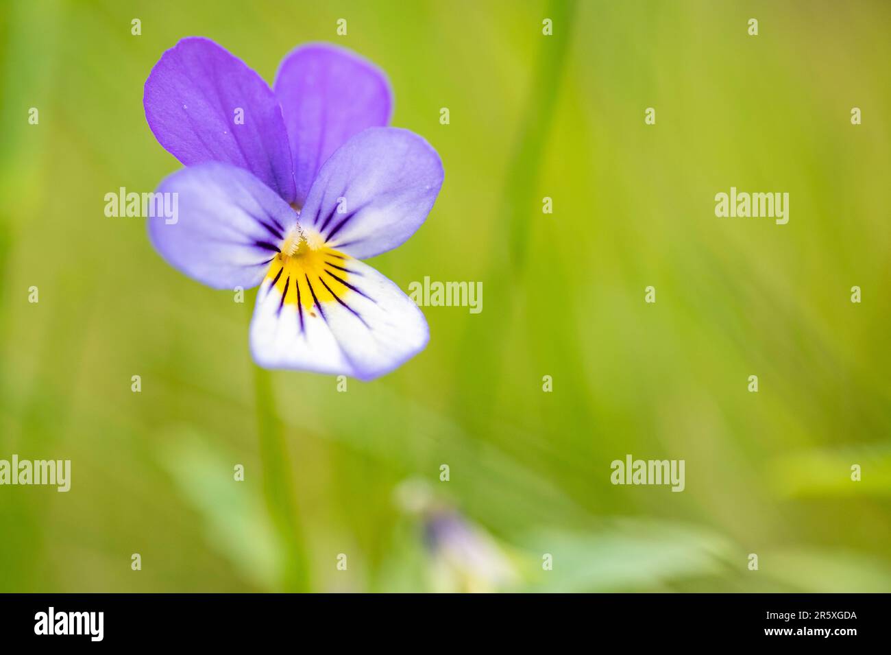 Viola tricolore, conosciuta anche come la pancia selvaggia, Johnny Jump up (anche se questo nome è applicato anche a specie simili come la pancia gialla), heartsease. Foto Stock